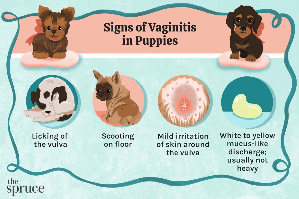 Picture of: Vaginitis in Puppies